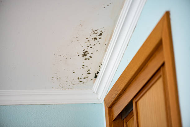 Best Bathroom Mold Remediation in Ralston, NE