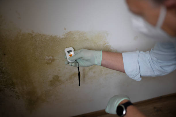 Best Commercial Mold Remediation in Ralston, NE