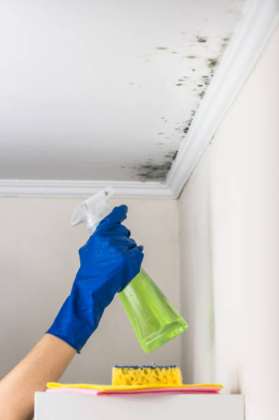 Best Residential Mold Remediation in Ralston, NE